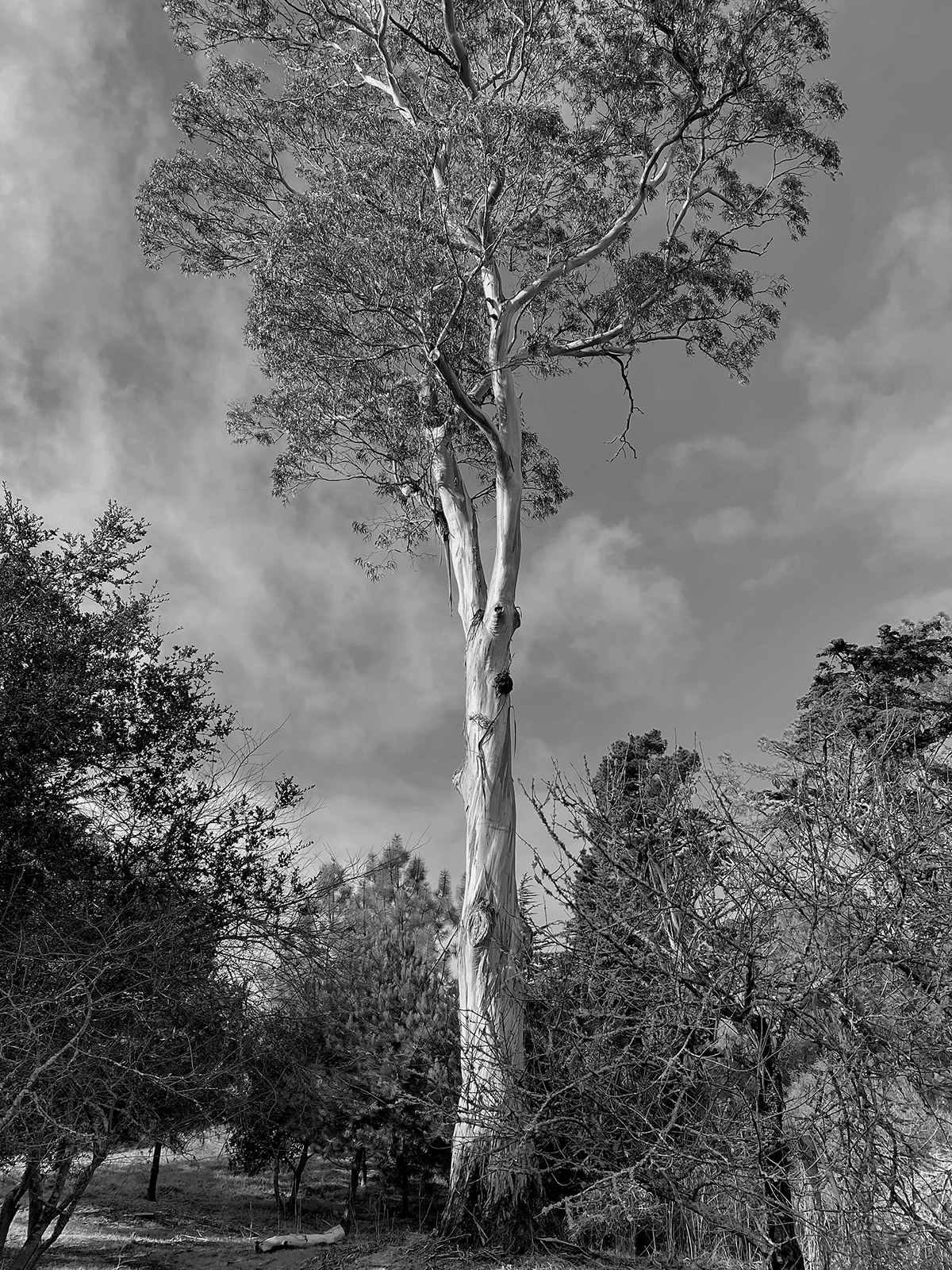 Eucalyptus tree Golden Gate Park